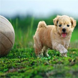 How To Start Training Puppies